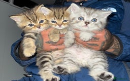 Persian cats for sale: 3 Persian kittens left  - Image 1