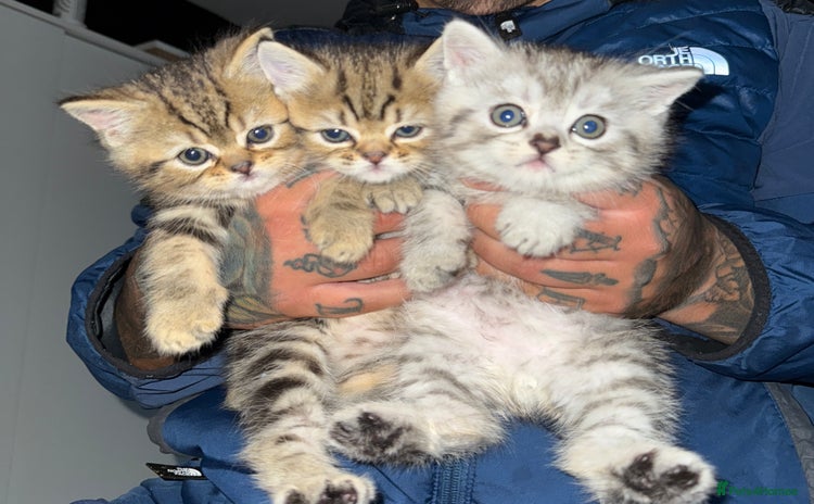 Persian cats - Advert 4