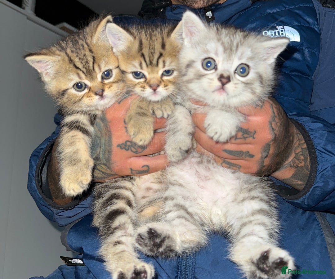 Persian cats for sale: 3 Persian kittens left  - Image 1
