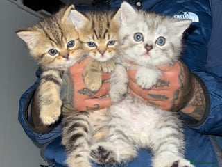 Persian cats 3 Persian kittens left - Advert 6