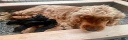 Cocker Spaniel dogs for sale: Cocker Spaniel puppies - Advert 5