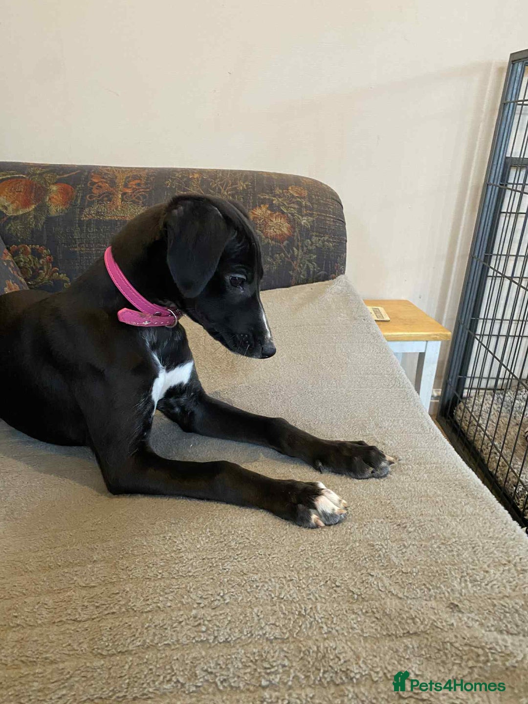 Mixed Breed dogs for sale: Beautiful Saluki x Whippet puppies - Advert 3