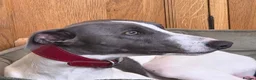 Whippet dogs for stud: KC Whippet For Stud - Advert 1