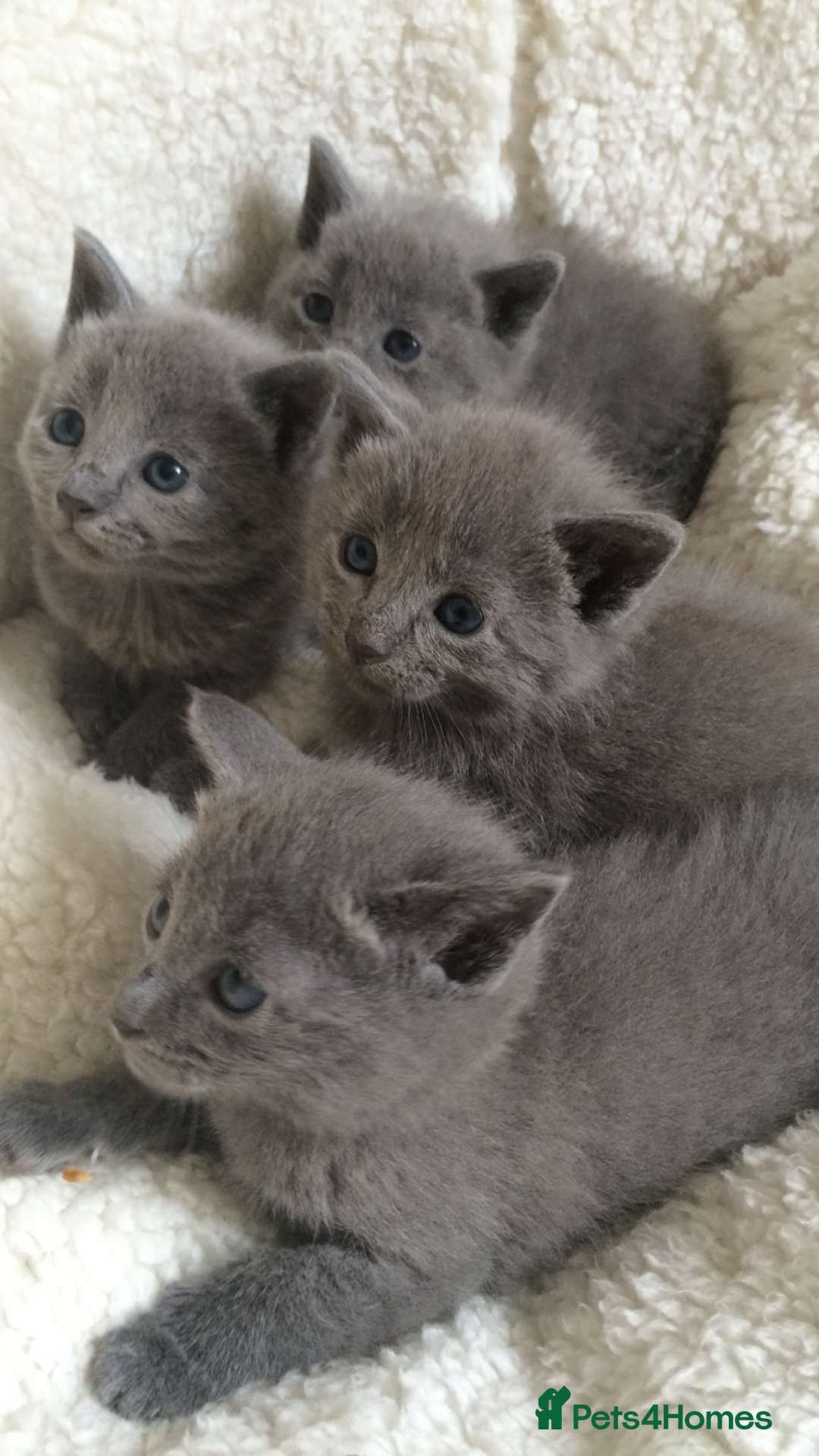 Russian Blue cats Tica registered kittens  - Advert 1