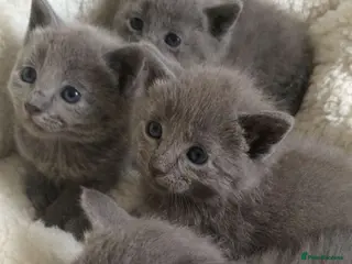Russian Blue cats Tica registered kittens - Advert 1