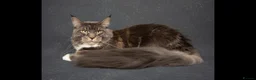 Maine Coon cats for sale: Champion blooded stunning kittens  - Advert 7
