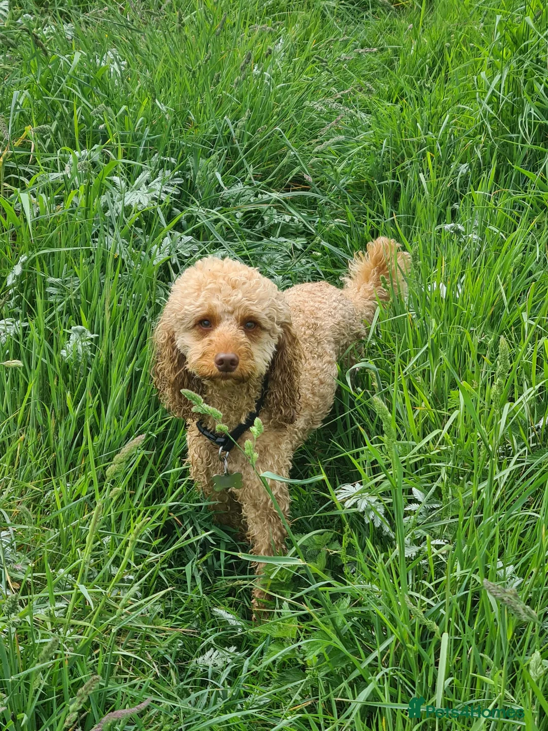 Miniature Poodle dogs for stud: Stud miniature poodle, East Sussex / Kent - Advert 2