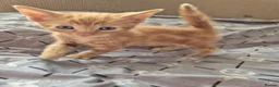 Mixed Breed cats for sale: 🐾 Beautiful Kittens Looking for Loving Homes 🐾 in Willenhall - Advert 14
