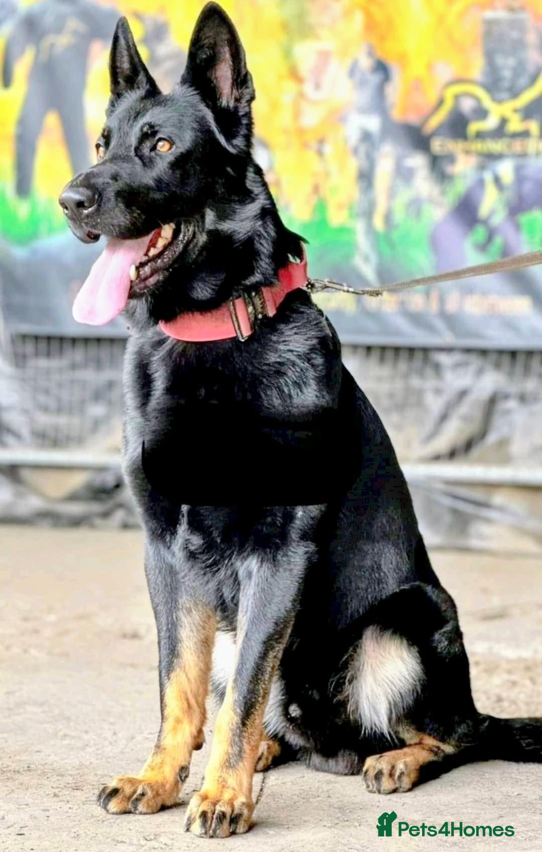 Shepsky dogs The new generation has arrived 🙌  - Advert 2