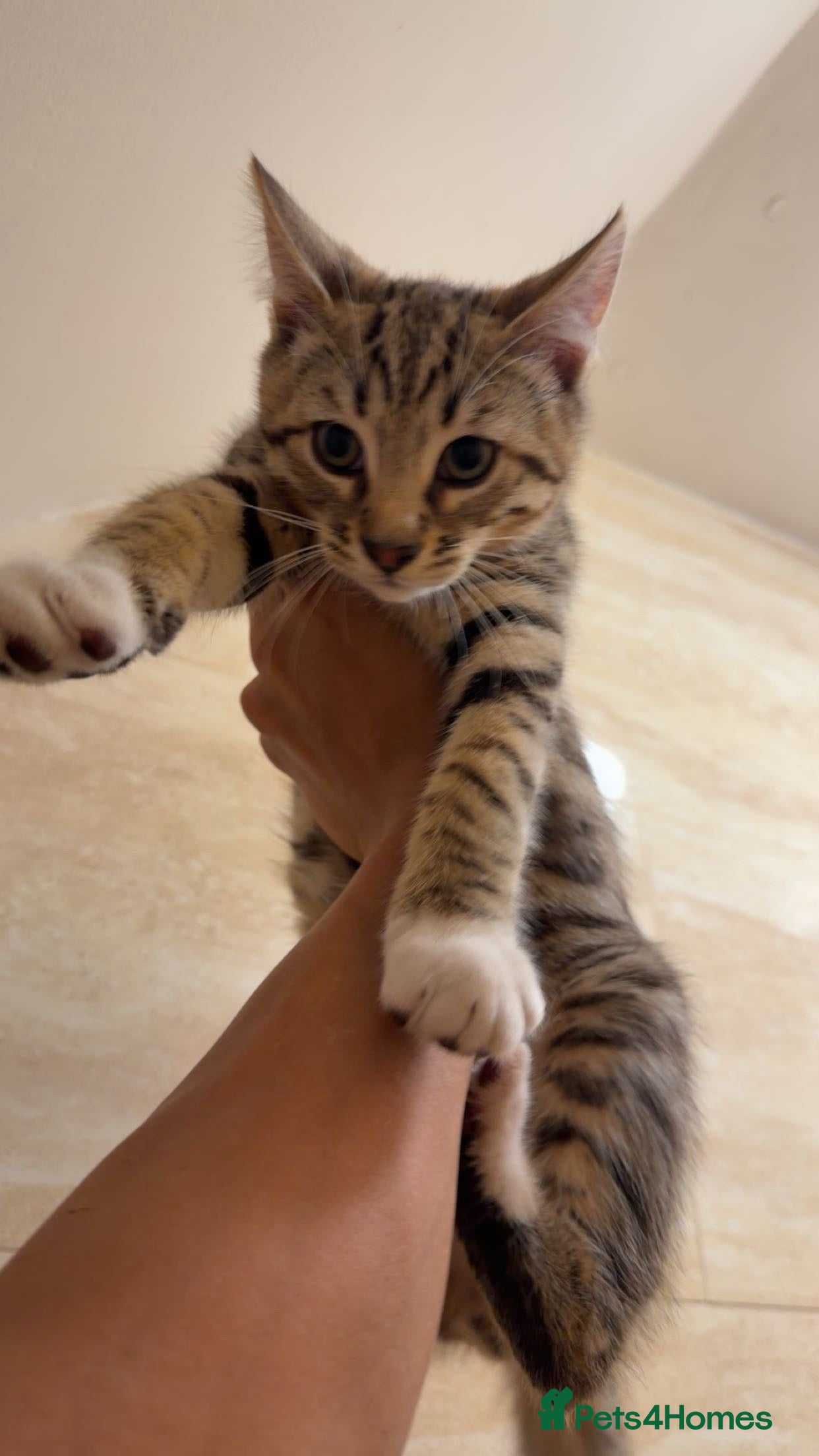 Mixed Breed cats BENGAL MIX KITTENS 4 SALE SOUTH LONDON - Advert 1