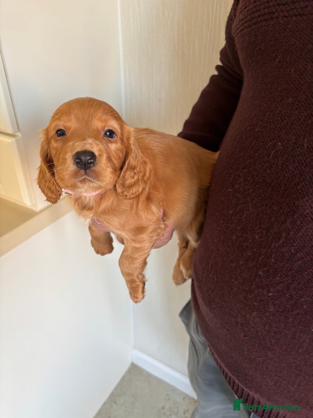 Cocker Spaniel dogs for sale: Litter of KC registered Working cocker spaniels - Advert 4