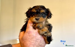 Maltipoo dogs for sale: Exquisitely Adorable Toy Maltipoo Puppies  - Image 17