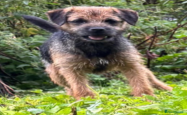 Border Terrier dogs - Advert 1