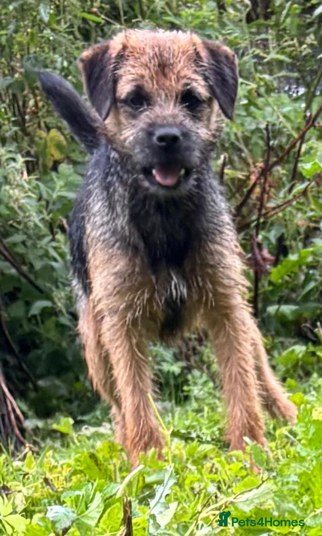 Border Terrier dogs for sale: Dude - laid back border terrier dog - Image 1