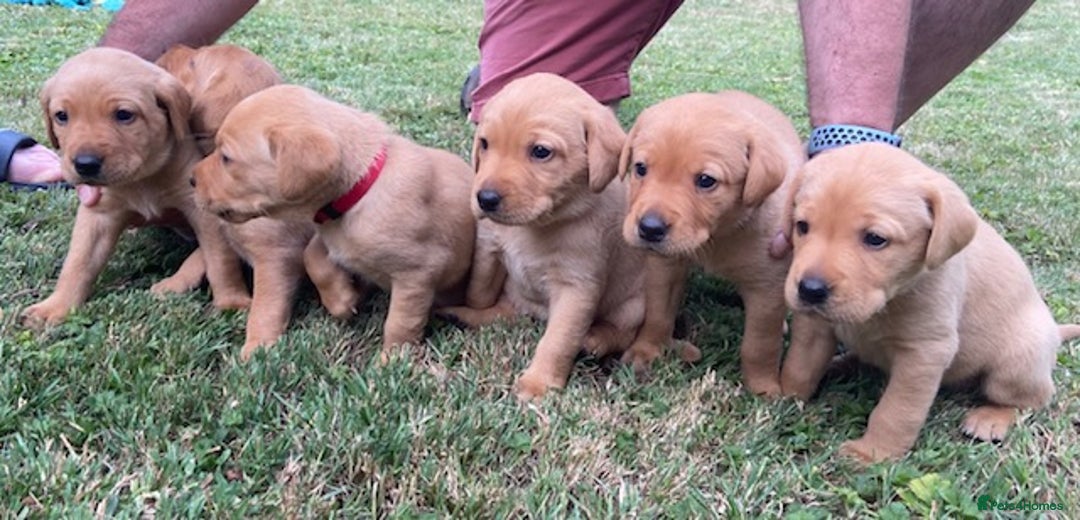 Labrador Retriever dogs for sale: Beautiful Fox Red Labrador puppies for sale - Image 1