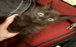 Mixed Breed cats for sale: 7 all black kittens - Image 8