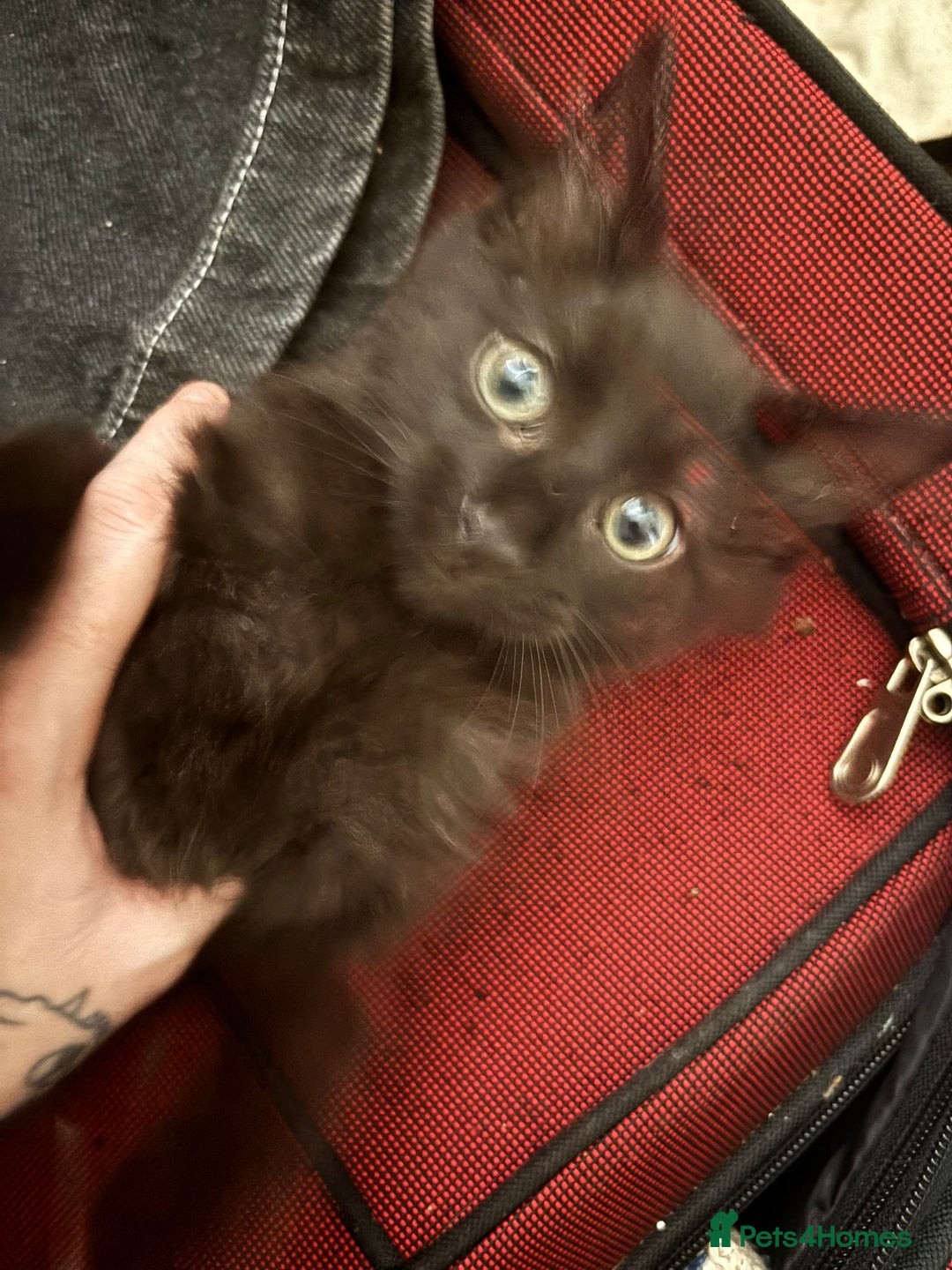 Mixed Breed cats for sale: 7 all black kittens - Image 8