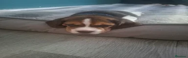 Dobbie