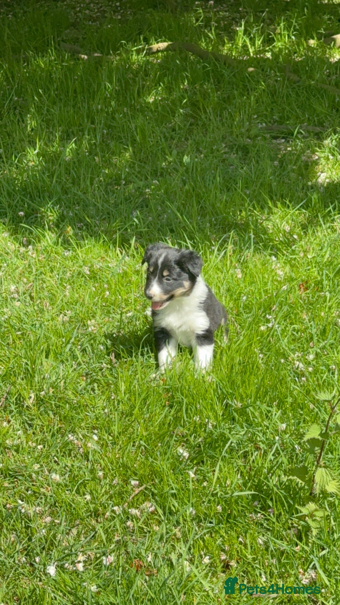 Border Collie dogs for sale: Border Collie Puppies from Working Stock - Advert 1