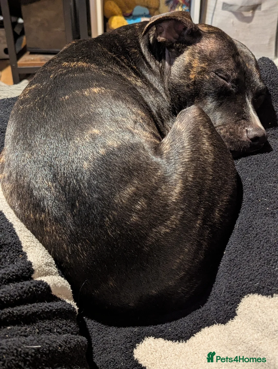 Mixed Breed dogs for sale: 19 month old mixed breed - Ripley in Chelmsford - Advert 2