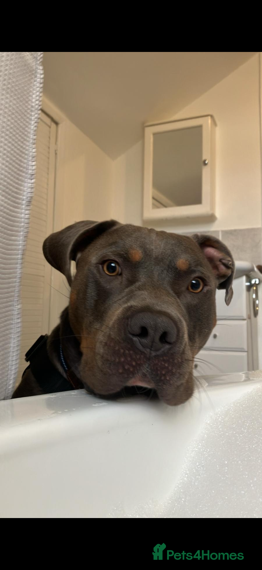 Mixed Breed dogs for sale: Stunning Boy - Advert 1