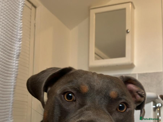 Mixed Breed dogs Stunning Boy - Advert 7