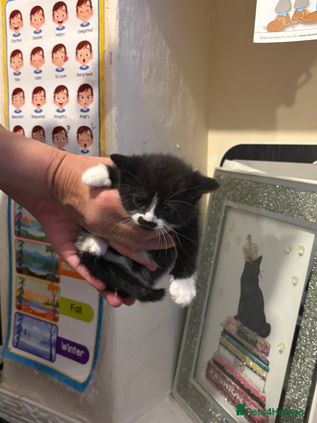 British Longhair cats for sale: british shorthair and longhair kittens for sale  - Advert 6