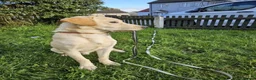 Labrador Retriever dogs for sale: Labrador retriever - Advert 3