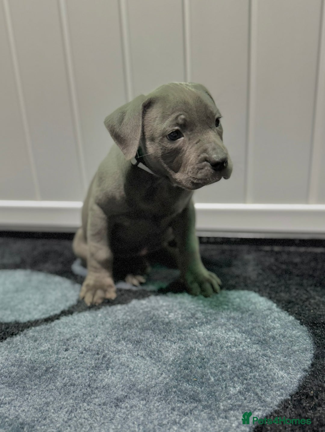 Staffordshire Bull Terrier dogs for sale: Blue Staffordshire Bull Terrier Champion Pups  - Image 1