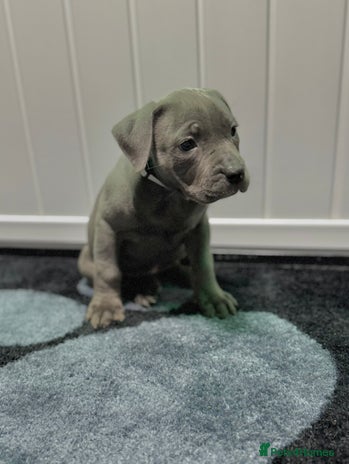 Staffordshire Bull Terrier dogs - Advert 5