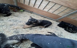 German Shepherd dogs for sale: German shepherd puppies  - Advert 18