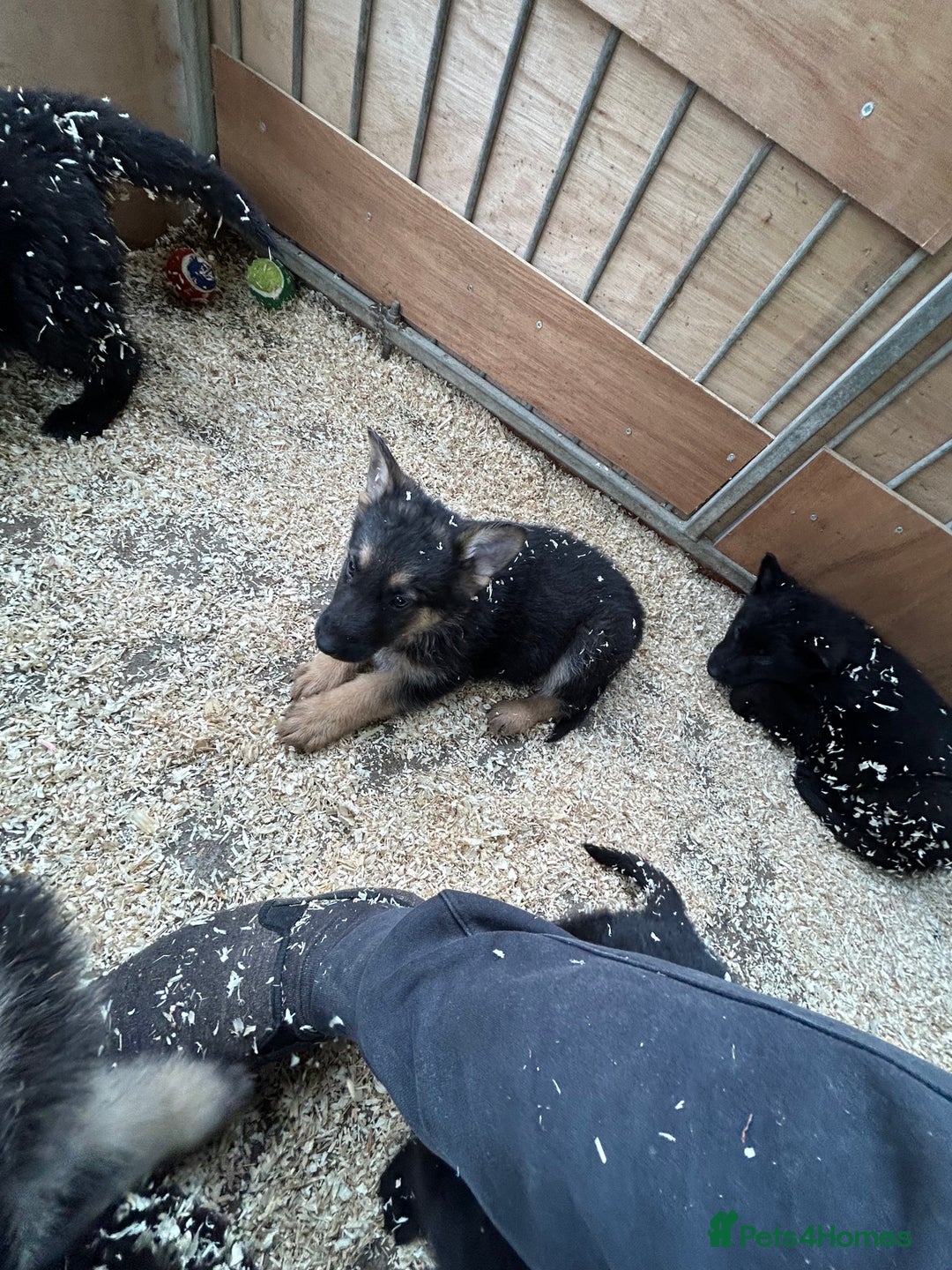 German Shepherd dogs for sale: German shepherd puppies  - Advert 18