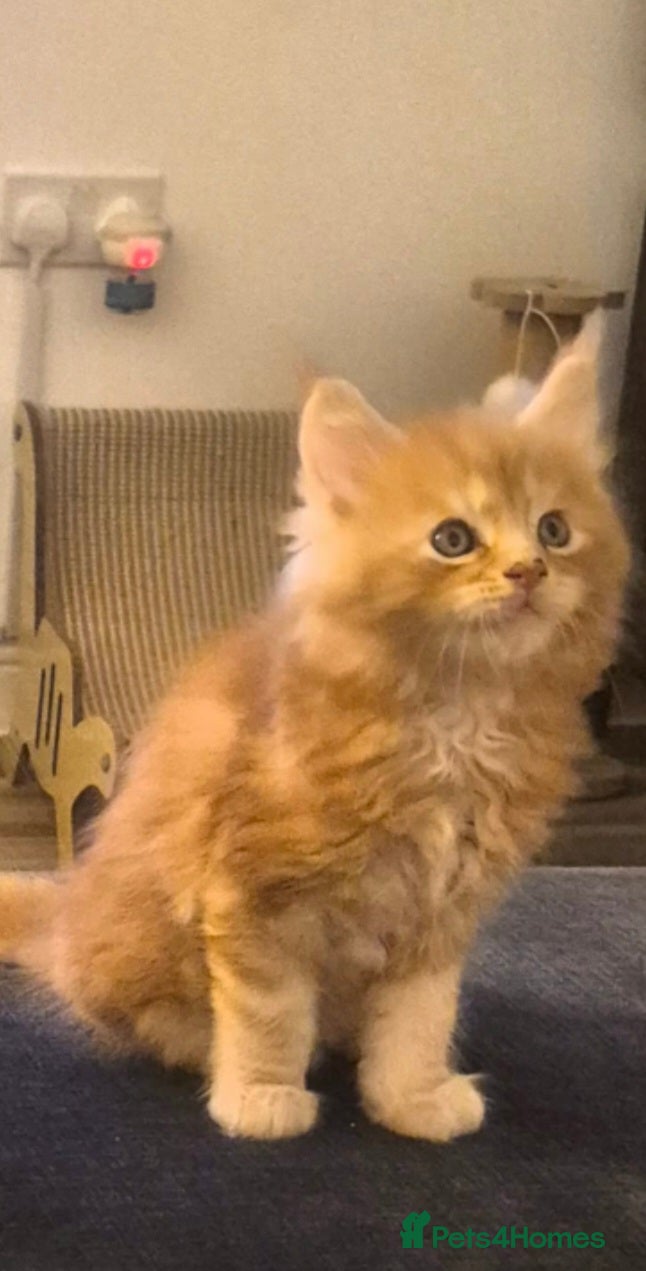 Maine Coon cats Beautiful pure Bred Maine Coon Kittens  - Advert 9