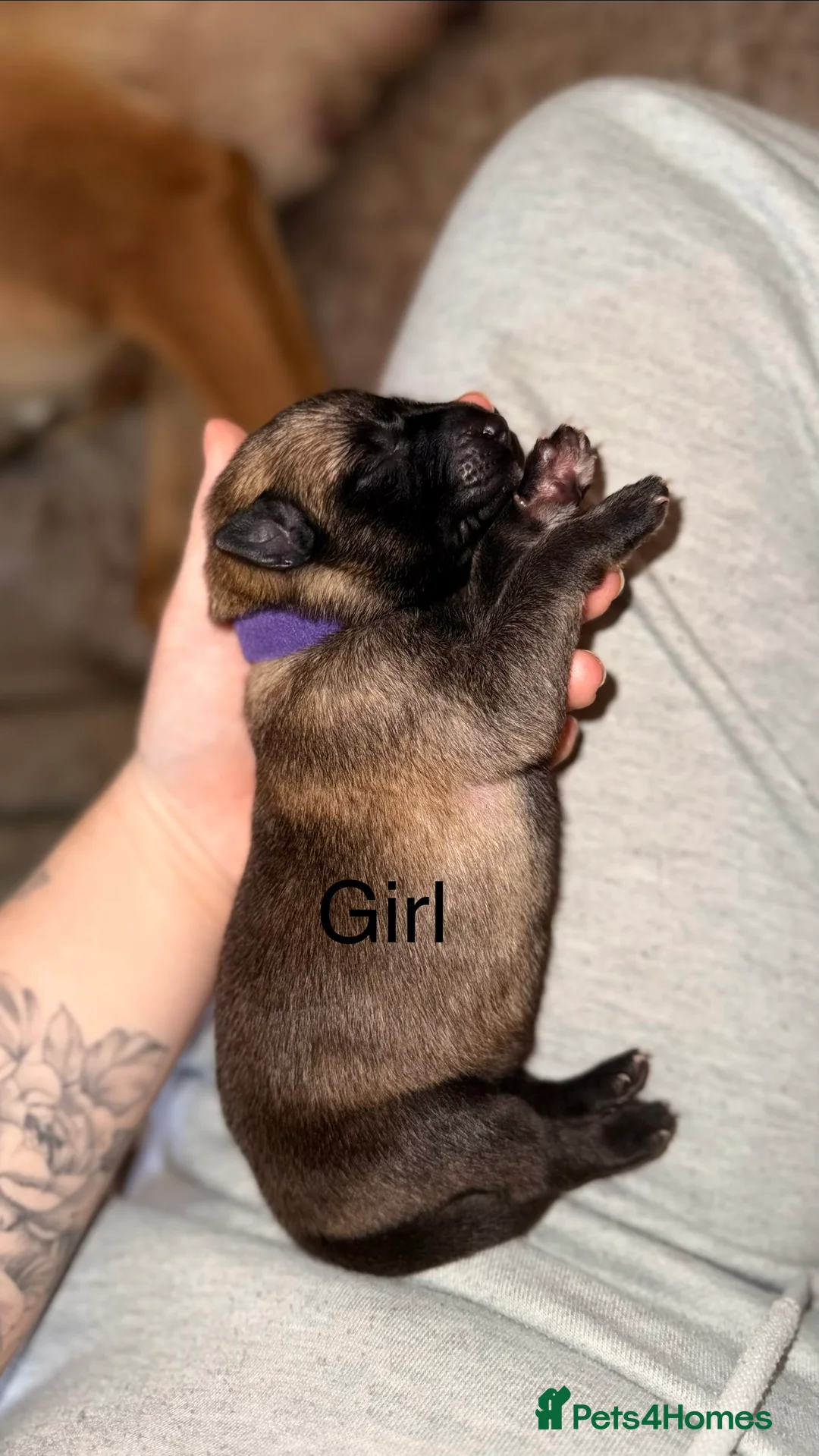 Mixed Breed dogs for sale: Incredible Belgian MalinoisxGerman shepherd pups - Advert 4