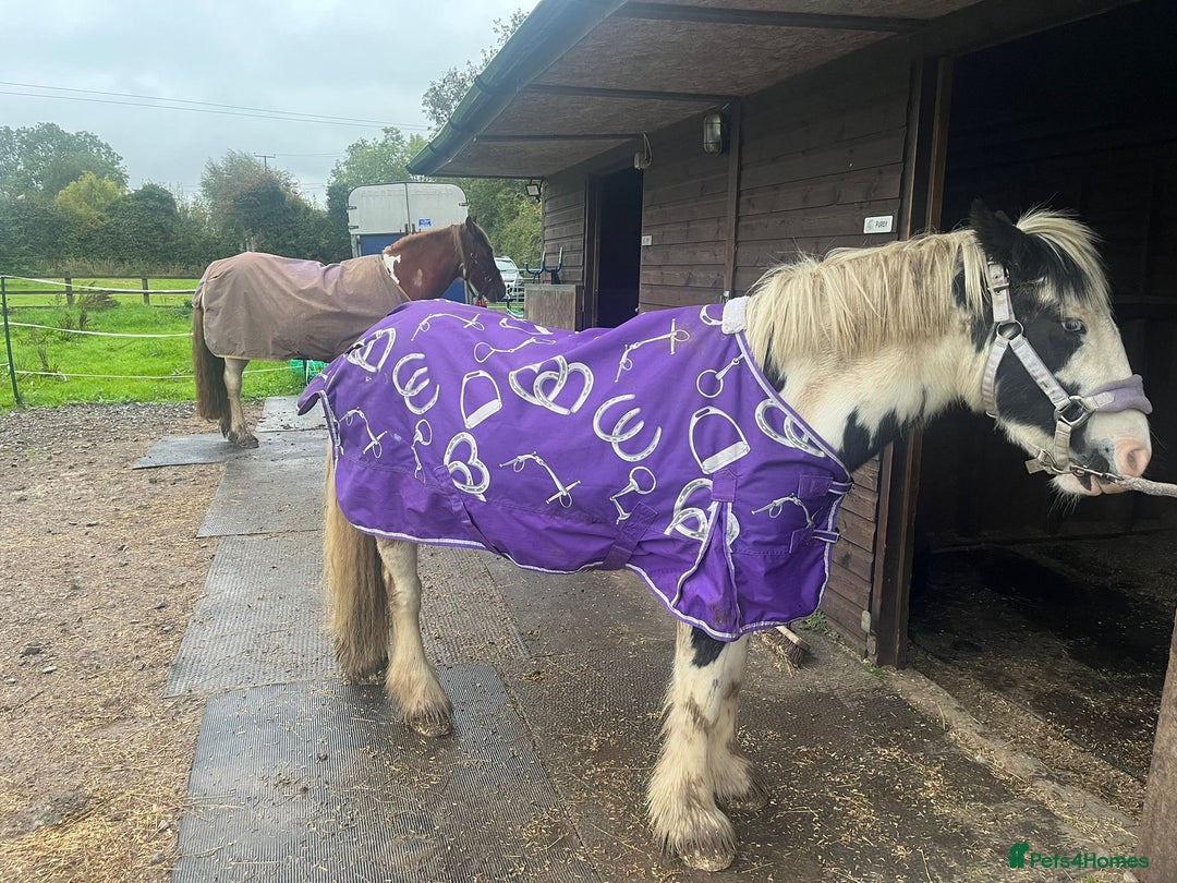 Other Breed horses for sale: 13hh Cob Mare - Advert 4