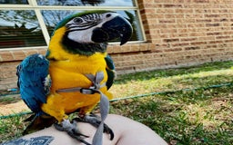 Macaws birds for sale: Beautiful Blue and Gold Macaw - Image 1