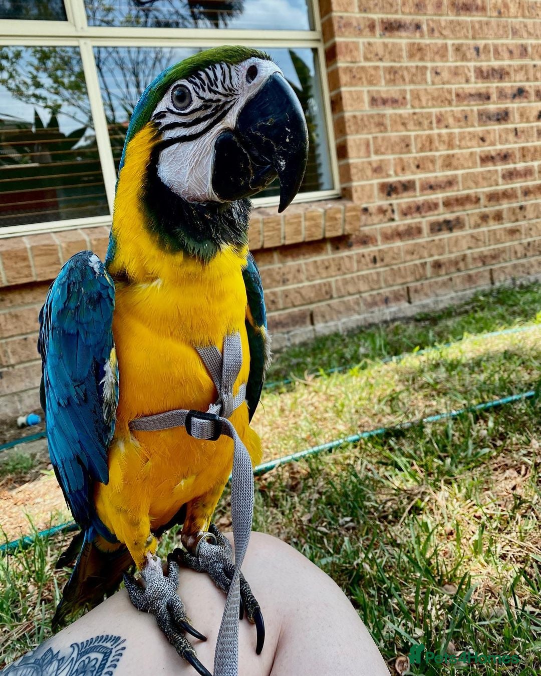 Macaws birds for sale: Beautiful Blue and Gold Macaw - Image 1