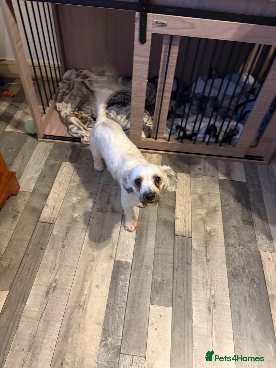 Chorkie dogs for sale: This is coco in Rhyl - Advert 1