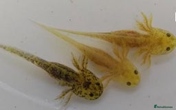 Other/Mixed Breed fish for sale: Axolotls, various sizes/colours - Image 1