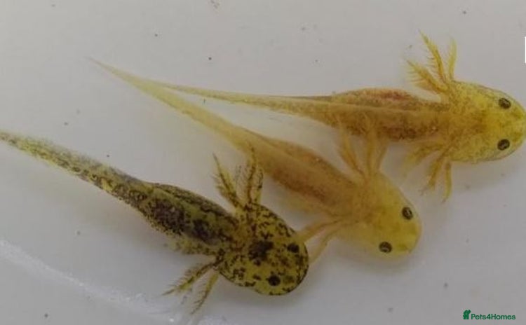 Other/Mixed Breed fish - Advert 2