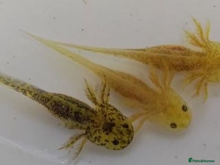 Other/Mixed Breed fish - Advert 1