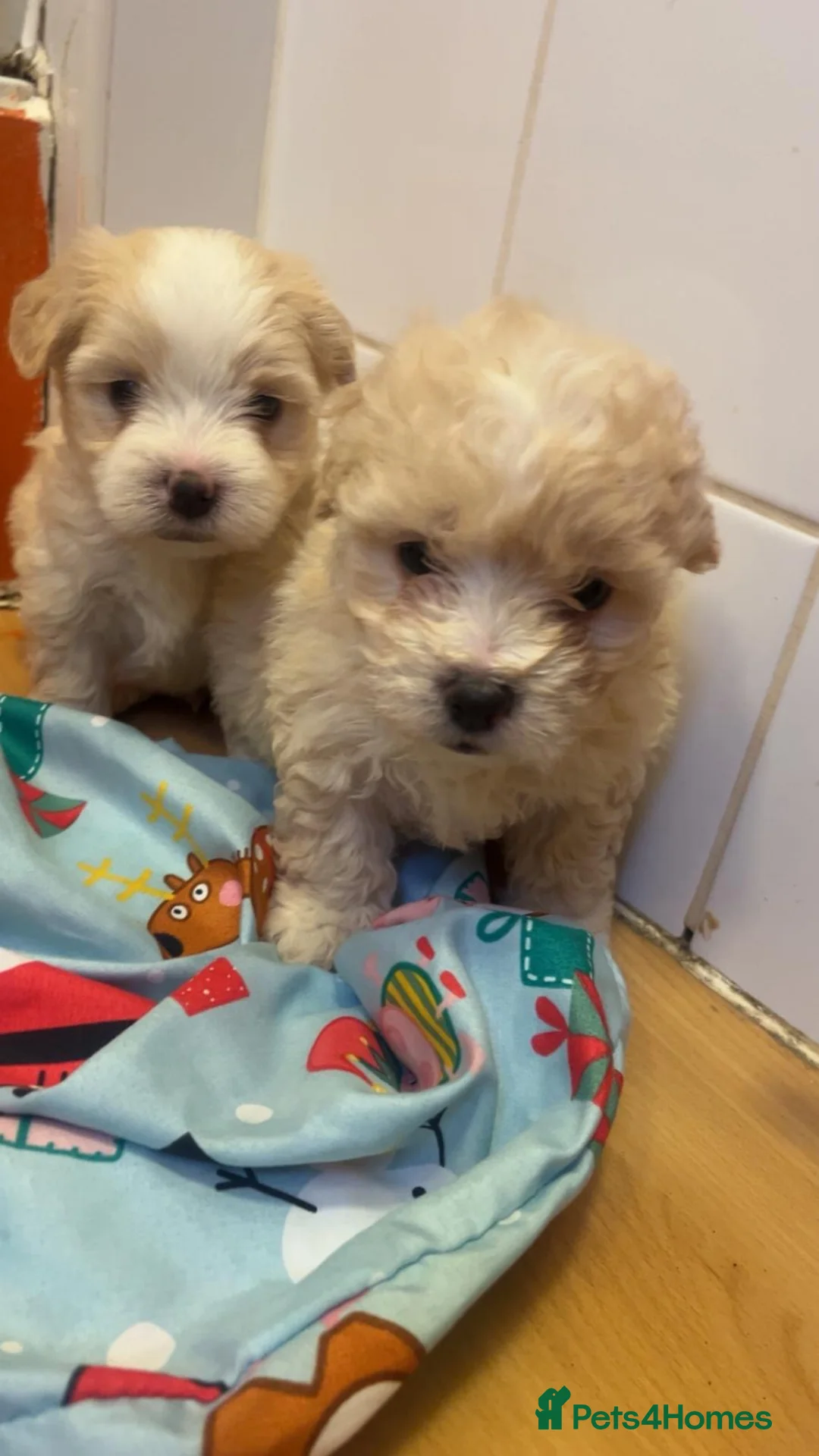 Maltipoo dogs for sale: Rare colours beautiful maltipoo puppies  - Advert 6