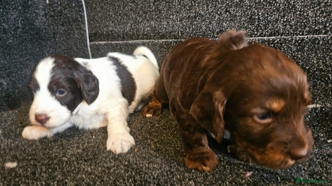 Cockapoo dogs for sale: Cockerpoo puppies F1  - Image 6