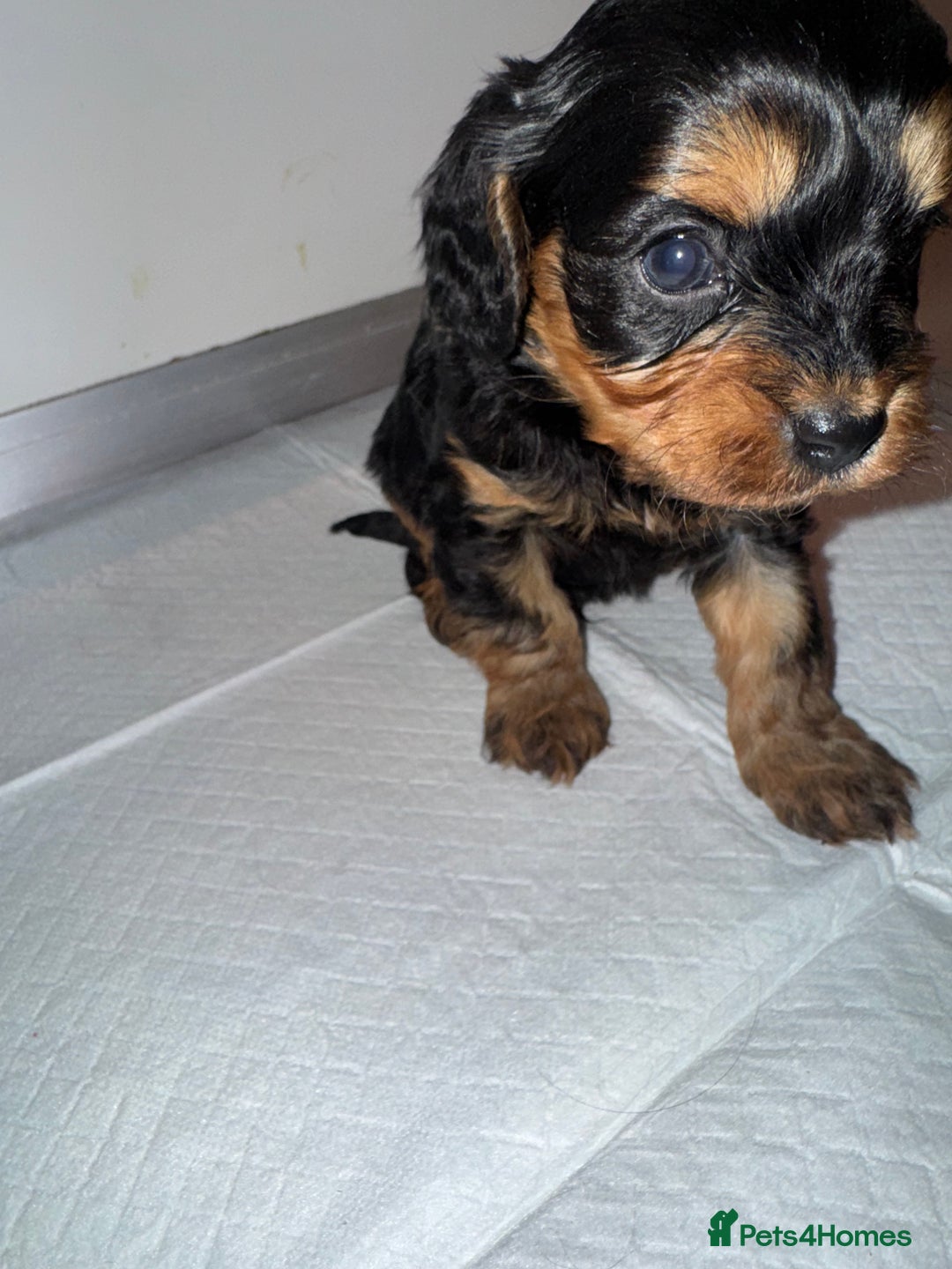 Cavapoo dogs for sale:   ✨ Adorable Miniature Cavapoo Puppies ✨ - Advert 5
