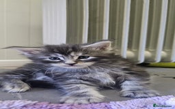 Maine Coon cats for sale: Giants TICA and GCCF Maine Coon registered  - Image 10
