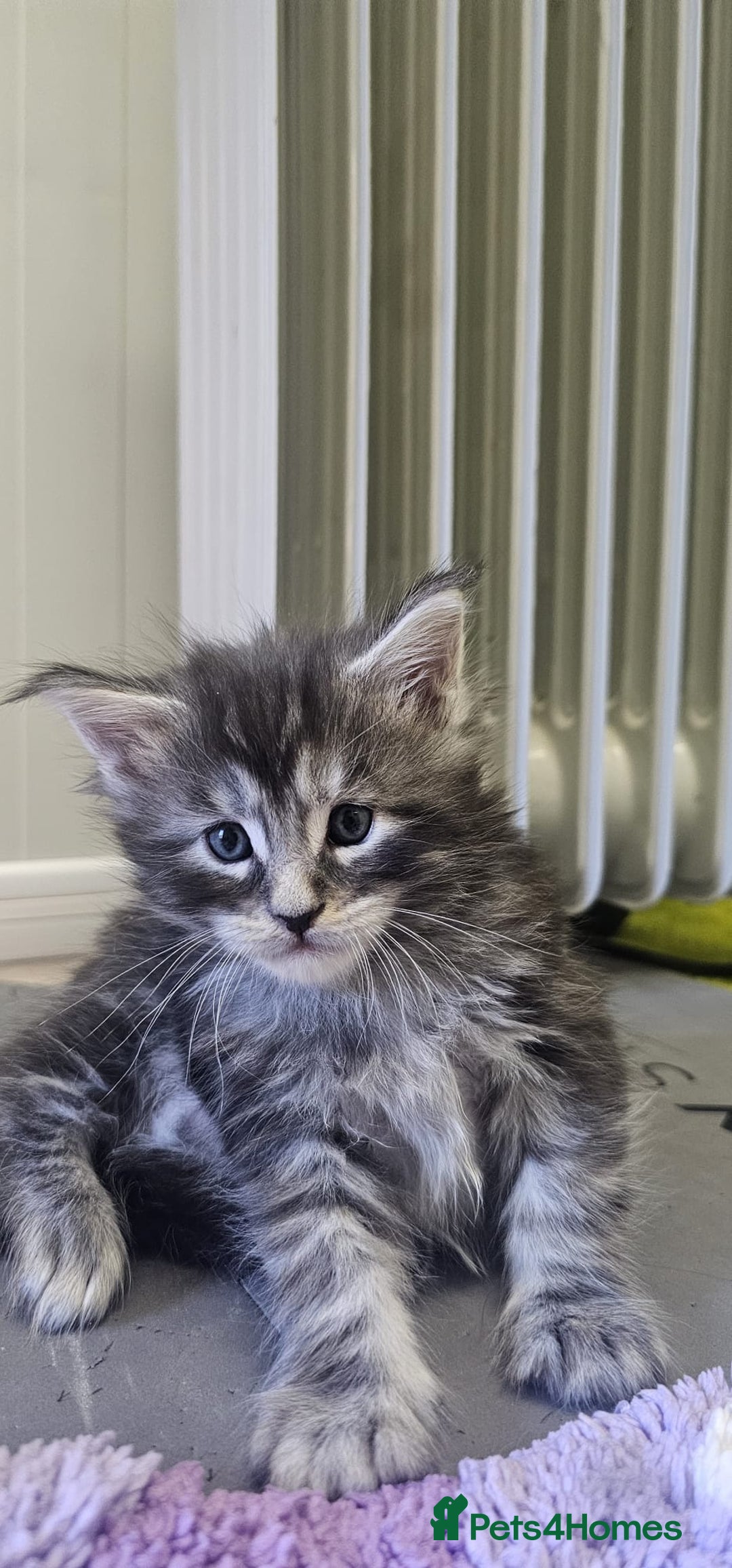Maine Coon cats for sale: Giants TICA and GCCF Maine Coon registered  - Image 10