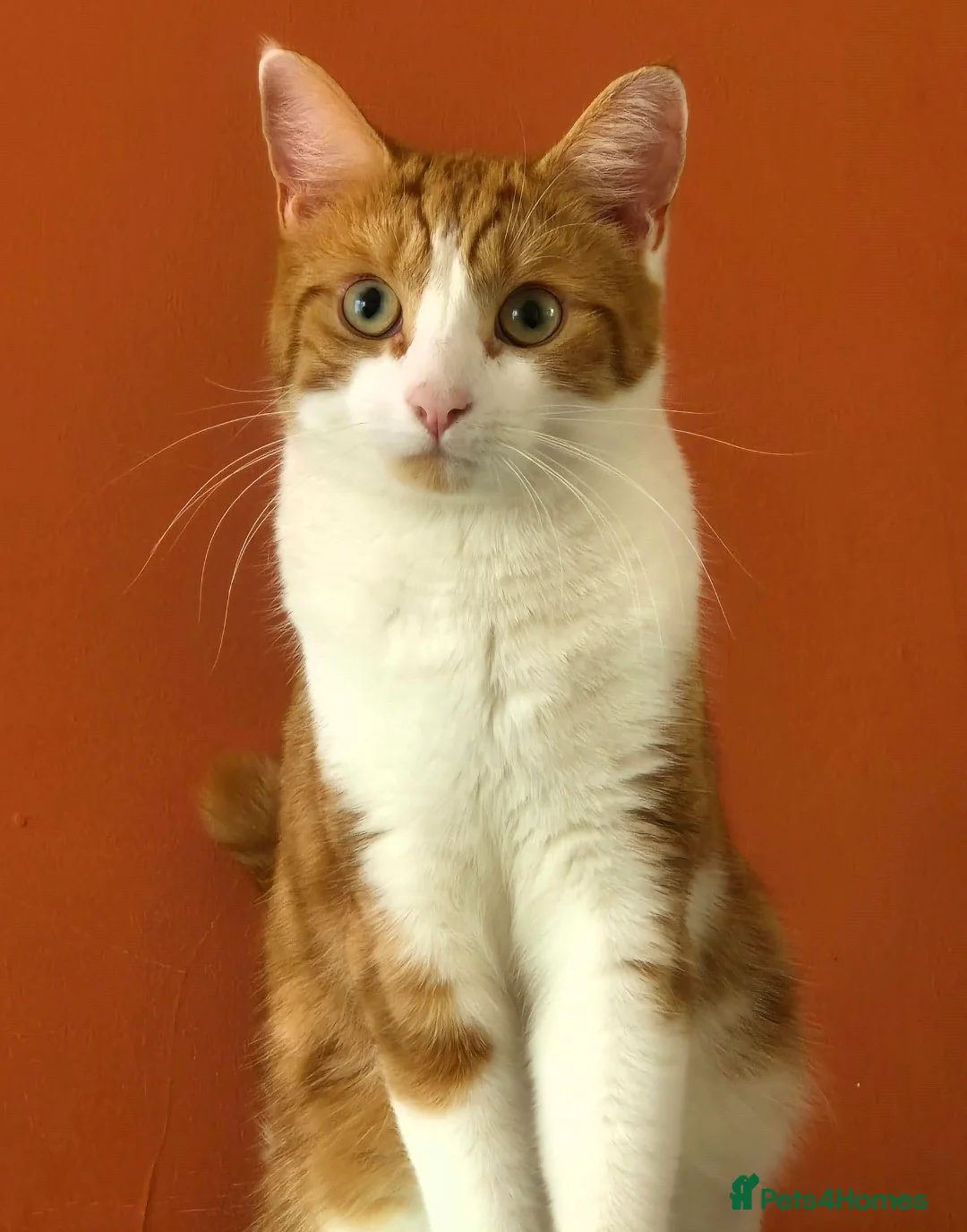 Mixed Breed cats for sale: Sweet ginger/white boy looking for a forever home - Advert 1
