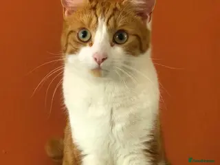 Mixed Breed cats Sweet ginger/white boy looking for a forever home - Advert 17