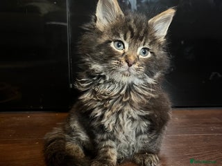 Maine Coon cats Stunning Maincoon kittens boy and girl - Advert 5