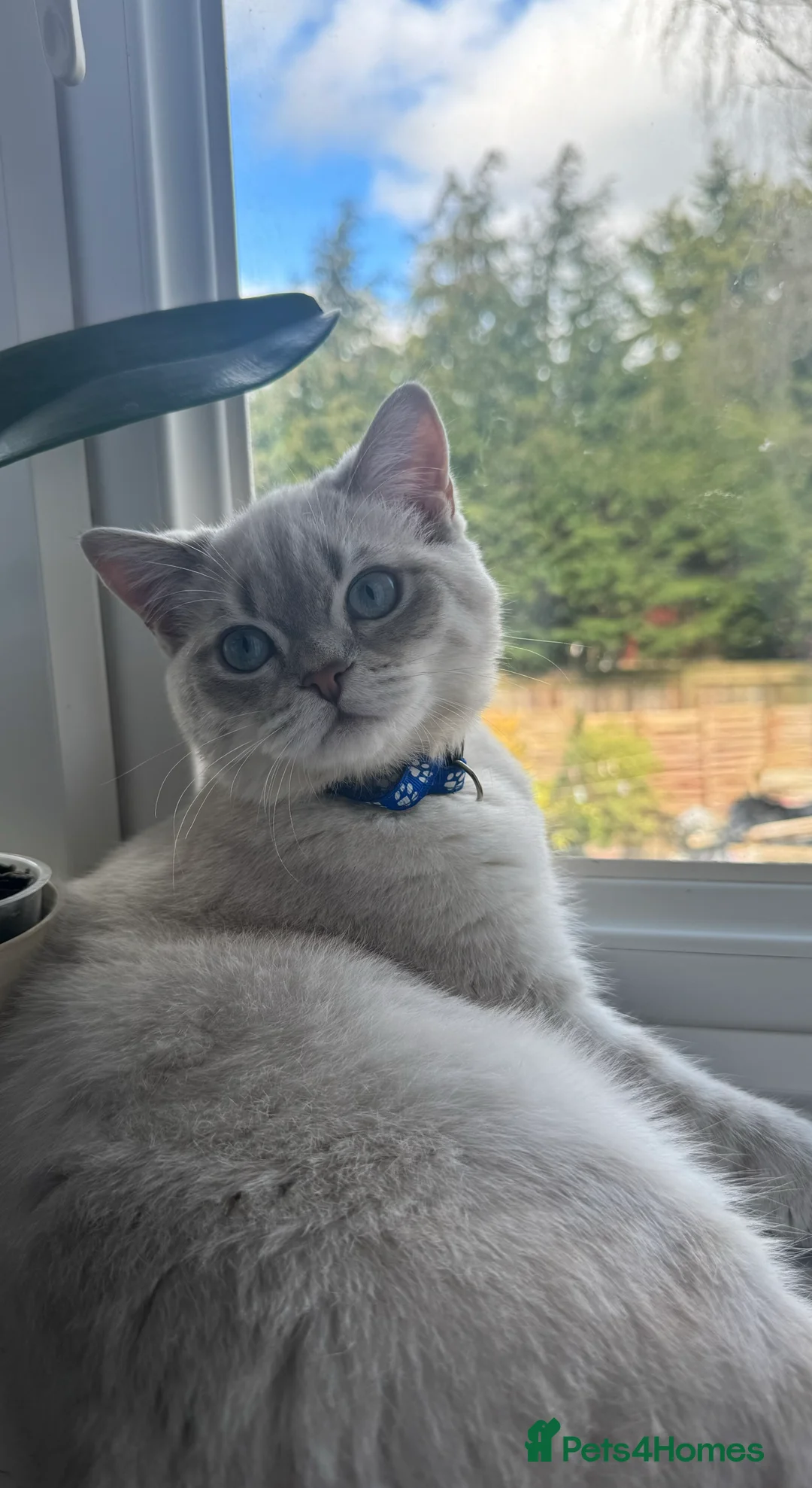 Scottish Fold cats for stud: Lovely Scottish Straight boy for stud in Milton Keynes - Advert 12